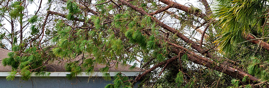 Tree Removal & Storm Cleanup Services